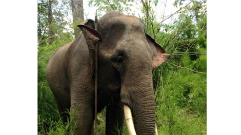 Voi bị cưa trộm ngà khi được thả ăn trong rừng