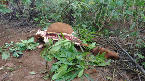 Ngang nhiên trộm bò rồi vác ra rẫy mổ thịt