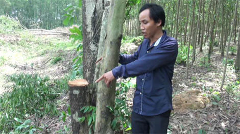 Án mạng chỉ vì 30 cây tràm