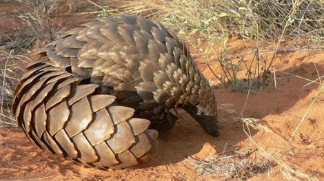 Bắt giữ số lượng lớn vảy tê tê châu Phi nhập khẩu trái phép