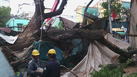 Cây cổ thụ hơn 100 năm tuổi đè sập hai căn nhà