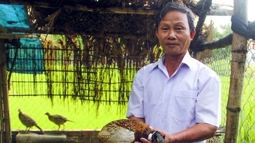 Xin về hưu sớm phát triển nghề nuôi chim trĩ