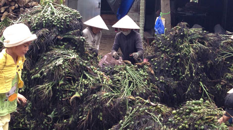 Đổ xô đi lùng mua cau non giá cao xuất bán sang Trung Quốc