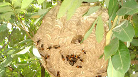 Hai bé trai suýt mất mạng vì chọc phá tổ ong vò vẽ