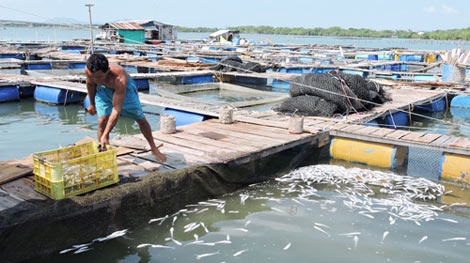 Phạt 8 nhà máy làm cá chết hàng loạt trên sông Chà Và