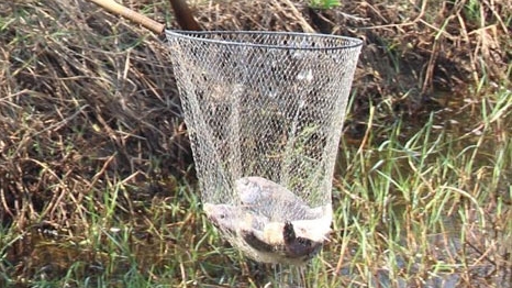 Nông dân tố Xã xả nước khiến tôm cá chết trắng hồ