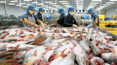 Kim ngạch xuất khẩu cá tra sẽ giảm