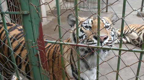 Những ẩn họa từ nuôi nhốt động vật hoang dã