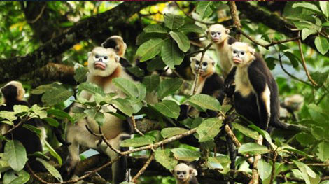 11 loài linh trưởng ở Việt Nam  có nguy cơ tuyệt chủng