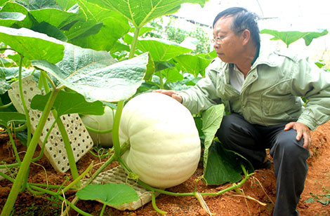 Ngạc nhiên với những trái bí ngô khổng lồ ở Đà Lạt