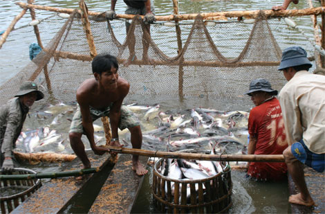 Cá tra Việt Nam sẽ tiếp tục “vượt cạn”