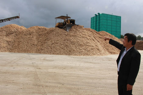 Người dân trồng rừng lao đao vì bị “ép giá thu mua nguyên liệu”