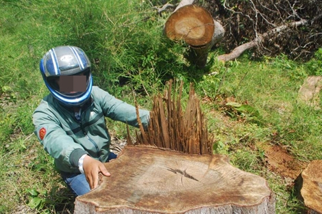 Tan nát rừng phòng hộ Chư Sê