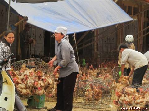 Gà bẩn, rỉ dịch chở lậu trên xe khách