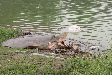 Những hình ảnh về cụ rùa của PGS Hà Đình Đức