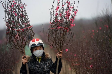 Vietjet nhận vận chuyển mai, đào dịp Tết Bính Thân