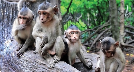 Về Rừng Sác ngắm đồ tôn tử của Hầu Vương