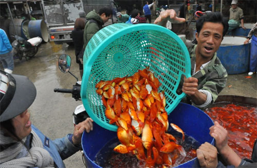 Nhộn nhịp phiên chợ cá ông Công, ông Táo