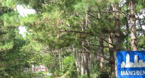 Hoa xứ lạnh Măng Đen “đắt hàng” dịp Tết