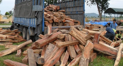 Phó Giám đốc BQL rừng tiêu thụ gỗ lậu