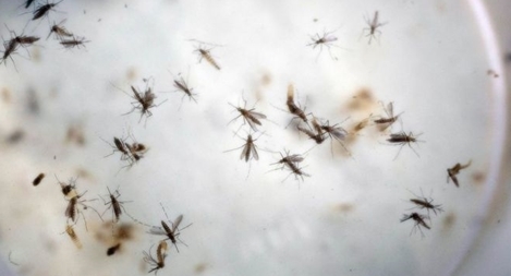 Hội chứng Guillain-Barré từ Virus Zika 