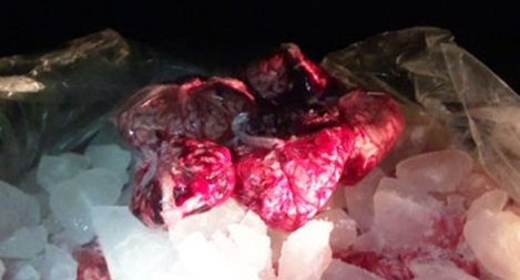 Hơn một tấn nội tạng động vật hôi thối ở cùng hành khách