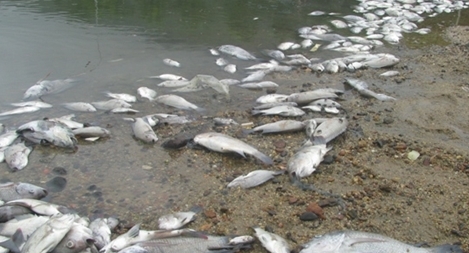Cá bè tiếp tục chết trắng trên sông La Ngà