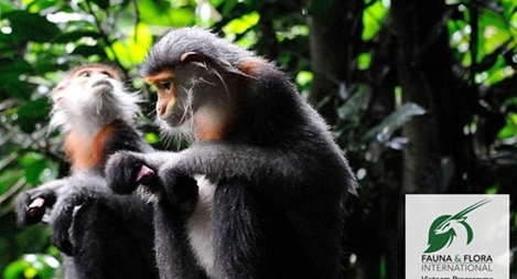 Phát hiện quần thể voọc Chà vá chân xám quí hiếm