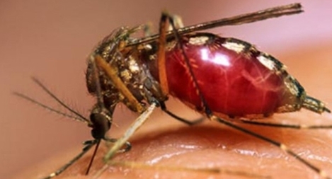 Dùng muỗi vằn mang vi khuẩn Wolbachia để phòng ngừa lây truyền virus Zika