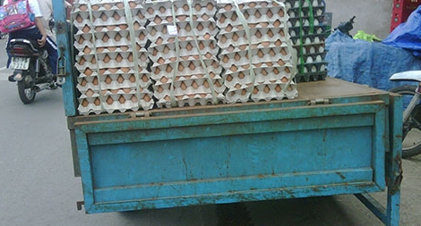 Ô tô chở trứng gia cầm không qua kiểm dịch