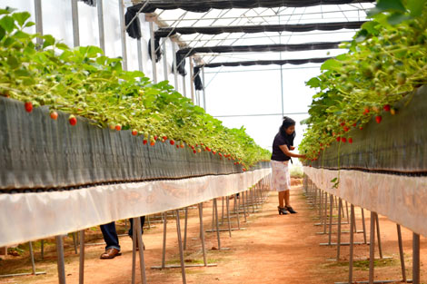 Bảo hộ nhãn hiệu dâu tây Đà Lạt để ngăn hàng Trung Quốc