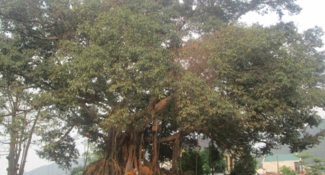 Cây đa 300 tuổi ở Huế được công nhận là cây Di sản Việt Nam