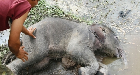 Phát hiện xác voi con đang phân hủy bên đầm lầy