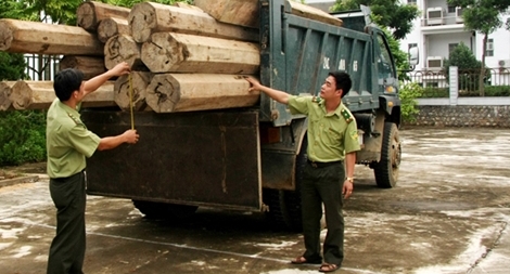 Phát hiện xe ôtô chở gỗ  Bách Xanh không có giấy tờ