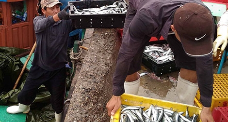 An tâm với cá đánh bắt từ khơi xa