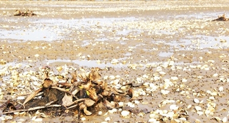 Xác định nguyên nhân ngao, nghêu bị chết tại huyện Hải Hà