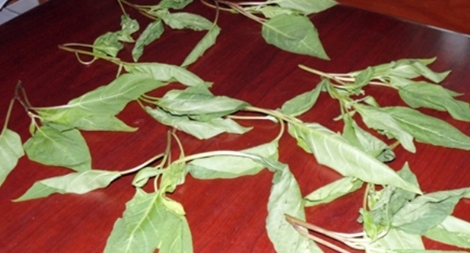 Cả nhà nhập viện sau khi ăn "rau lạ"