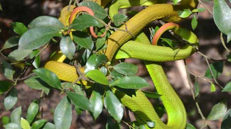 Không tử vong nếu phòng ngừa và sơ cấp cứu kịp thời