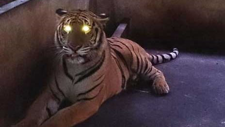 Bàn giao 2 cá thể hổ quý hiếm cho Trung tâm cứu hộ động vật hoang dã