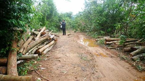 Kiểm tra rừng phòng hộ ở Vĩnh Hà bị chặt phá