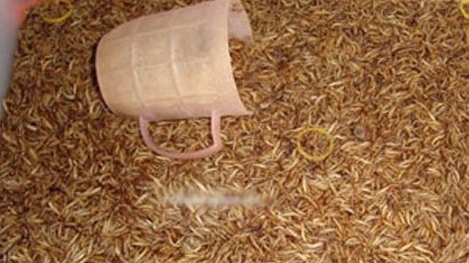 Thêm một loại côn trùng ngoại lai 'tràn' vào Việt Nam