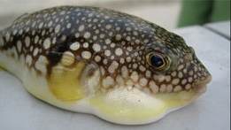 Cứu sống 3 nạn nhân bị ngộ độc vì ăn cá nóc