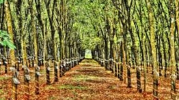 Phát hiện một phụ nữ chết trong rừng cao su