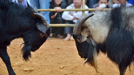 Năm Ất Mùi hăm hở đi xem chọi dê