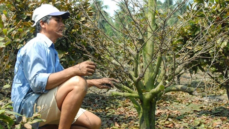 Làng mai Thủ Đức… trước giờ G