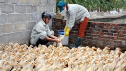 Tăng cường lấy mẫu để phát hiện dịch cúm gia cầm