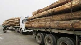 Xử phạt đoàn xe chở gỗ quá tải