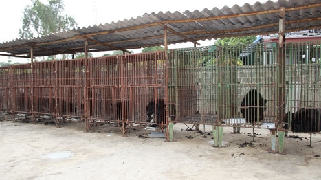 Không thể bồi thường cho chủ trang trại gấu khi họ kinh doanh trái phép