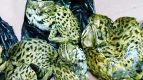 Đi xe máy, chở 6 cá thể mèo rừng về Vinh tiêu thụ