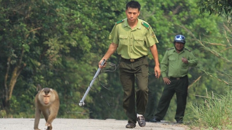 Kiểm lâm vây bắt khỉ ‘quấy rối’ du khách